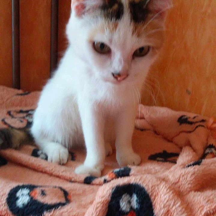 Romeo a rejoint le concours — aidez-le/la à gagner de superbes lots ! animal, blanket, calico, cat, curious, cute, ears, feline, fur, indoor, kitten, orange, penguin_pattern, pet, sitting, small, soft_texture, whiskers, white, wooden_background