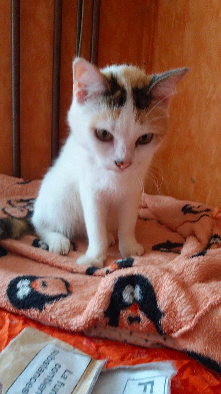 Romeo a rejoint le concours — aidez-le/la à gagner de superbes lots ! cat, kitten, blanket, penguin_pattern, orange, white, calico, feline, indoor, wooden_background, pet, animal, cute, small, sitting, fur, whiskers, ears, curious, soft_texture