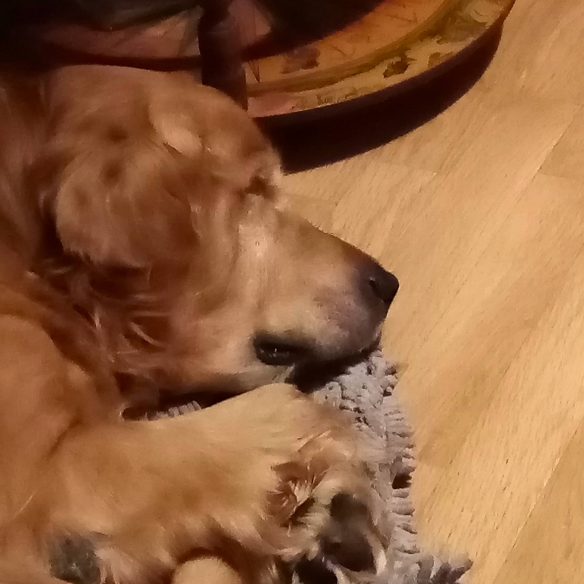 Houston a rejoint le concours — aidez-le/la à gagner de superbes lots ! american_cocker_spaniel, canidae, carnivore, cocker_spaniel, companion_dog, dog, dog_breed, english_cocker_spaniel, fawn, golden_retriever, puppy_love, retriever, snout, spaniel, sporting_group