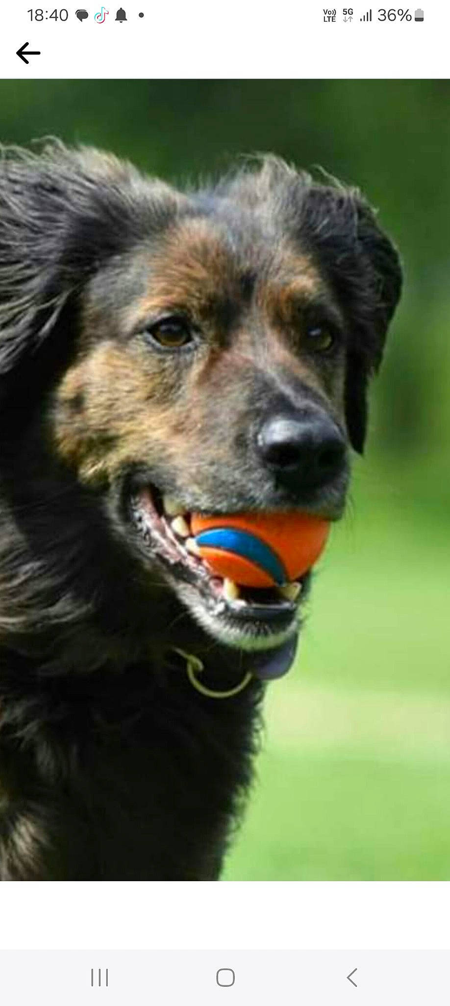 Leo a rejoint le concours — aidez-le/la à gagner de superbes lots ! ancient_dog_breeds, canidae, carnivore, collar, companion_dog, dog, dog_breed, dog_collar, electric_blue, fur, grass, herding_dog, pet_supply, plant, snout, sporting_group, terrestrial_animal, whiskers, working_animal, working_dog