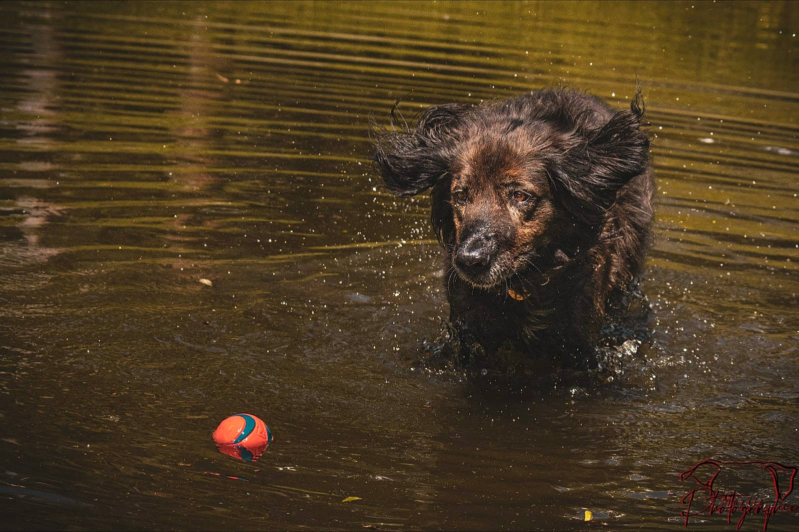 Gims a rejoint le concours — aidez-le/la à gagner de superbes lots ! ball, canidae, carnivore, circle, companion_dog, darkness, dog, dog_breed, guard_dog, lake, liquid, reflection, retriever, snout, sporting_group, water, wave, wildlife, working_animal, working_dog
