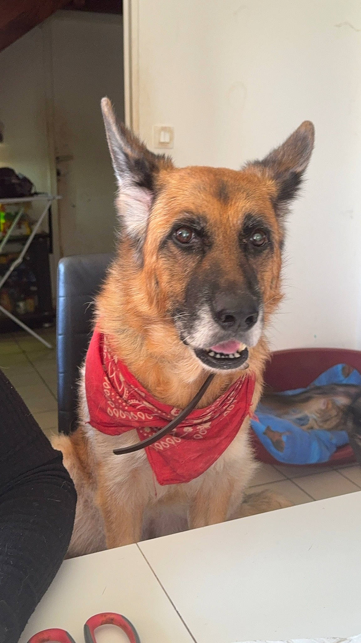 Malia a rejoint le concours — aidez-le/la à gagner de superbes lots ! canidae, carnivore, collar, companion_dog, dog, dog_breed, dog_collar, dog_supply, fawn, flooring, fur, shelf, snout, sporting_group, table, whiskers, window, wood, working_animal, working_dog