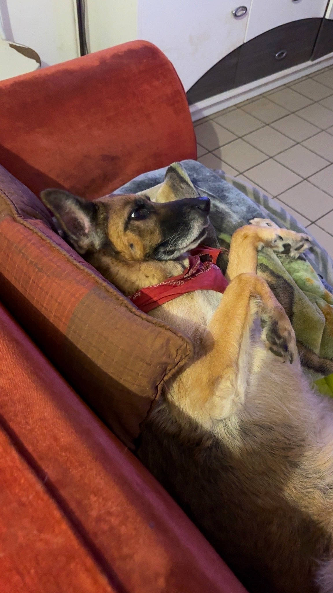 Malia participe au concours pour gagner de l'argent avec cette photo : canidae, carnivore, claw, comfort, companion_dog, dog, dog_breed, fawn, felidae, flooring, fur, german_shepherd_dog, nap, paw, small_to_medium_sized_cats, snout, sporting_group, whiskers, wood, working_animal