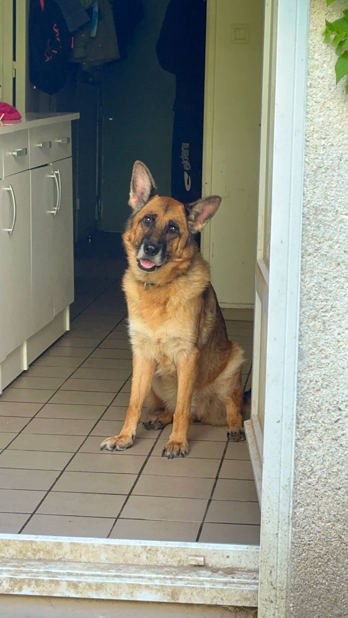 Malia a rejoint le concours — aidez-le/la à gagner de superbes lots ! cabinetry, carnivore, chest_of_drawers, companion_dog, cupboard, dog, dog_breed, door, drawer, fawn, flooring, fur, german_shepherd_dog, herding_dog, home_door, king_shepherd, old_german_shepherd_dog, sporting_group, wood, working_dog