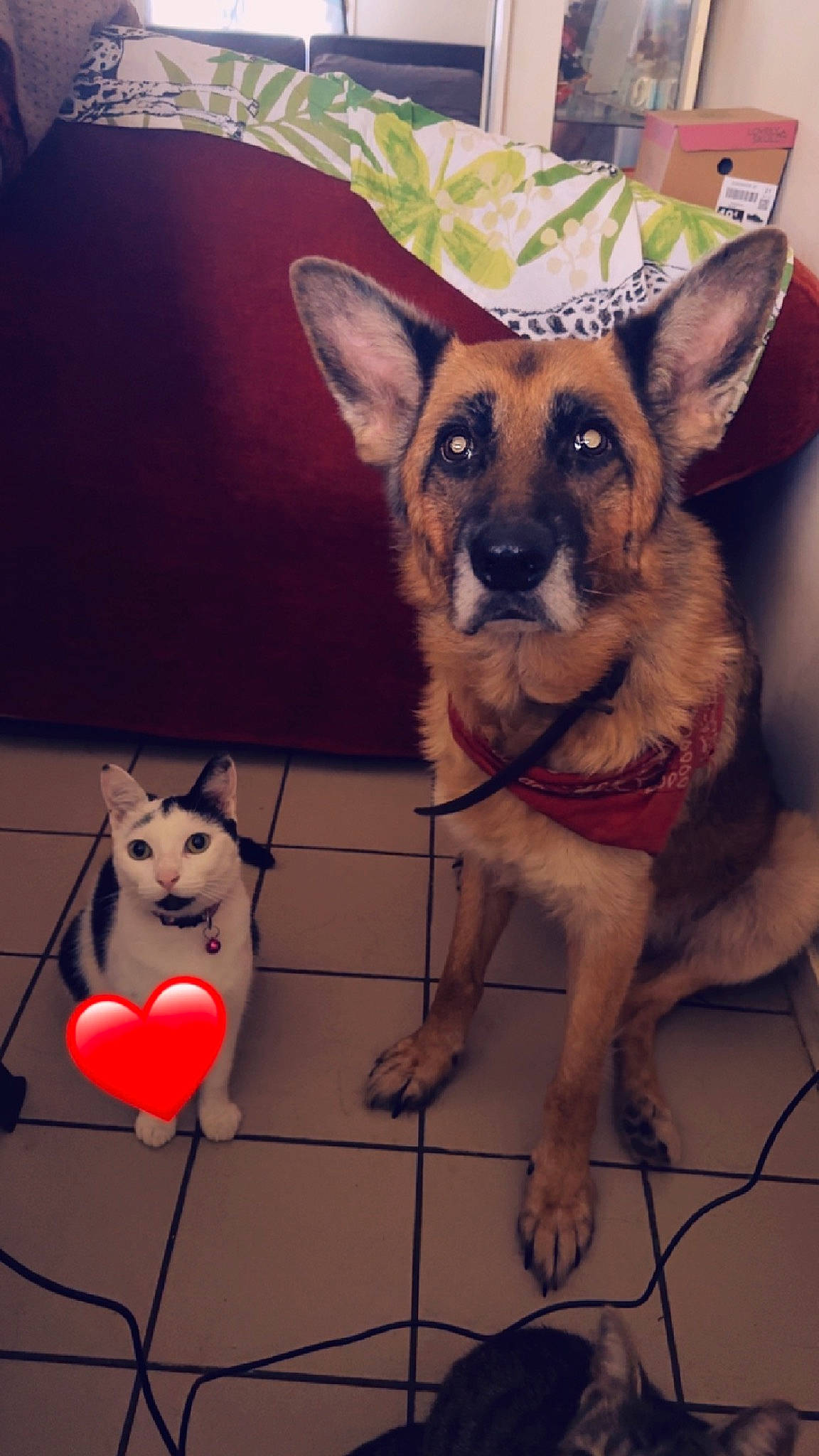 Malia participe au concours pour gagner de l'argent avec cette photo : canidae, carmine, carnivore, collar, companion_dog, dog, dog_breed, dog_supply, fawn, flooring, font, fur, paw, snout, sporting_group, tail, terrestrial_animal, toy_dog, whiskers, working_animal