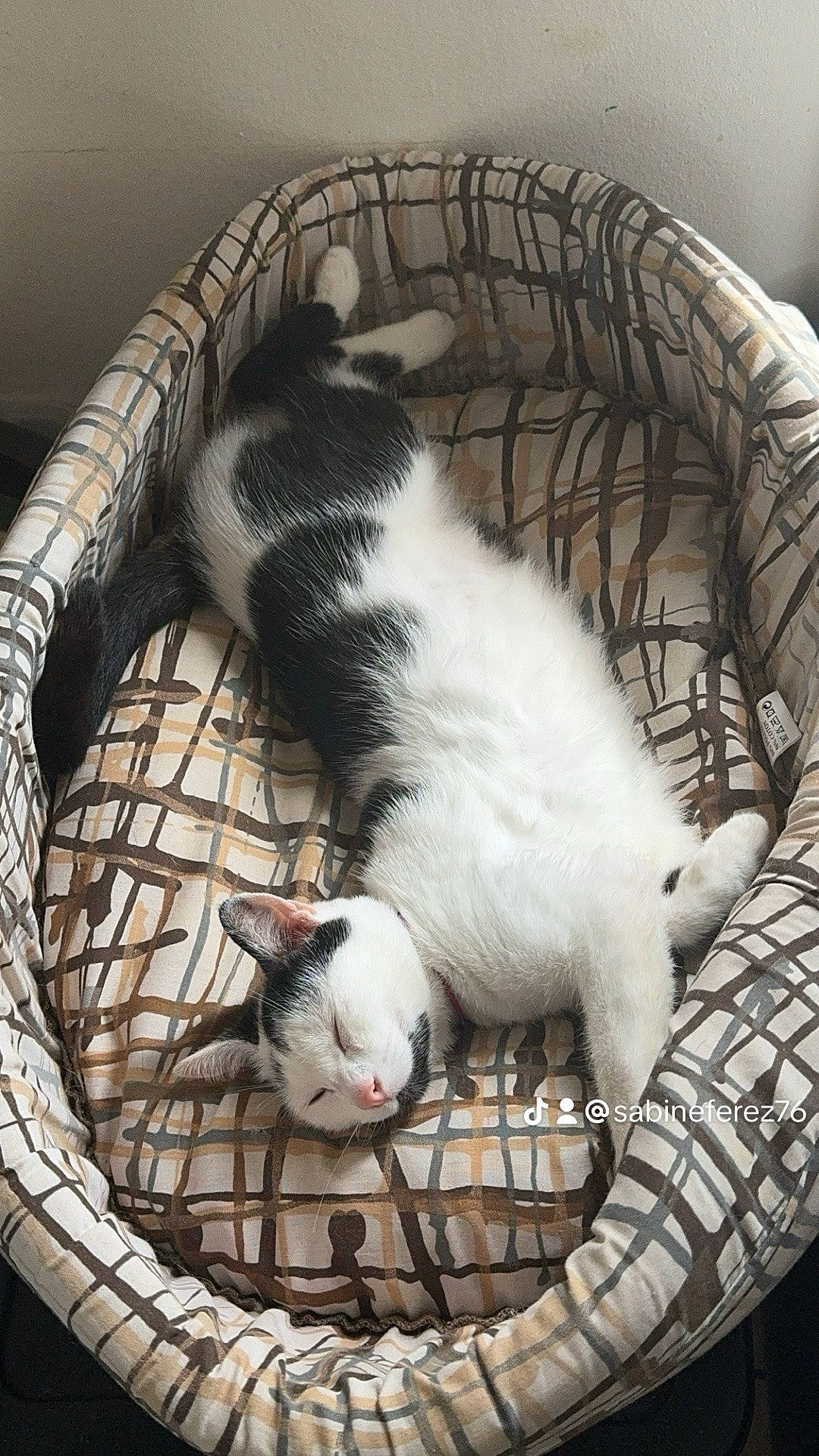 Tornade participe au concours pour gagner de l'argent avec cette photo : animal_shelter, canidae, carnivore, cat, cat_supply, claw, comfort, companion_dog, dog_breed, domestic_short_haired_cat, felidae, fur, grey, paw, pet_supply, small_to_medium_sized_cats, snout, sporting_group, tail, whiskers