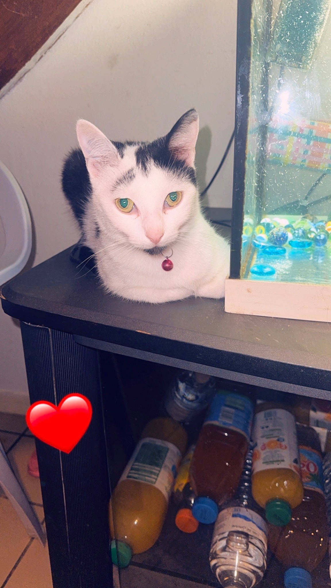 Tornade a rejoint le concours — aidez-le/la à gagner de superbes lots ! bottle, bottle_cap, box, carnivore, cat, domestic_short_haired_cat, drawer, drinkware, felidae, gadget, gas, home_appliance, plastic, plastic_bottle, room, shelf, shelving, small_to_medium_sized_cats, tail, whiskers