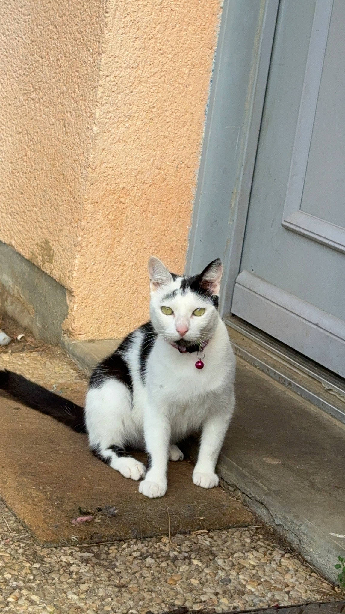 Tornade a rejoint le concours — aidez-le/la à gagner de superbes lots ! asphalt, carnivore, cat, domestic_short_haired_cat, door, eye, felidae, fur, grass, grey, paw, road, road_surface, sitting, small_to_medium_sized_cats, snout, tail, tree, whiskers, wood