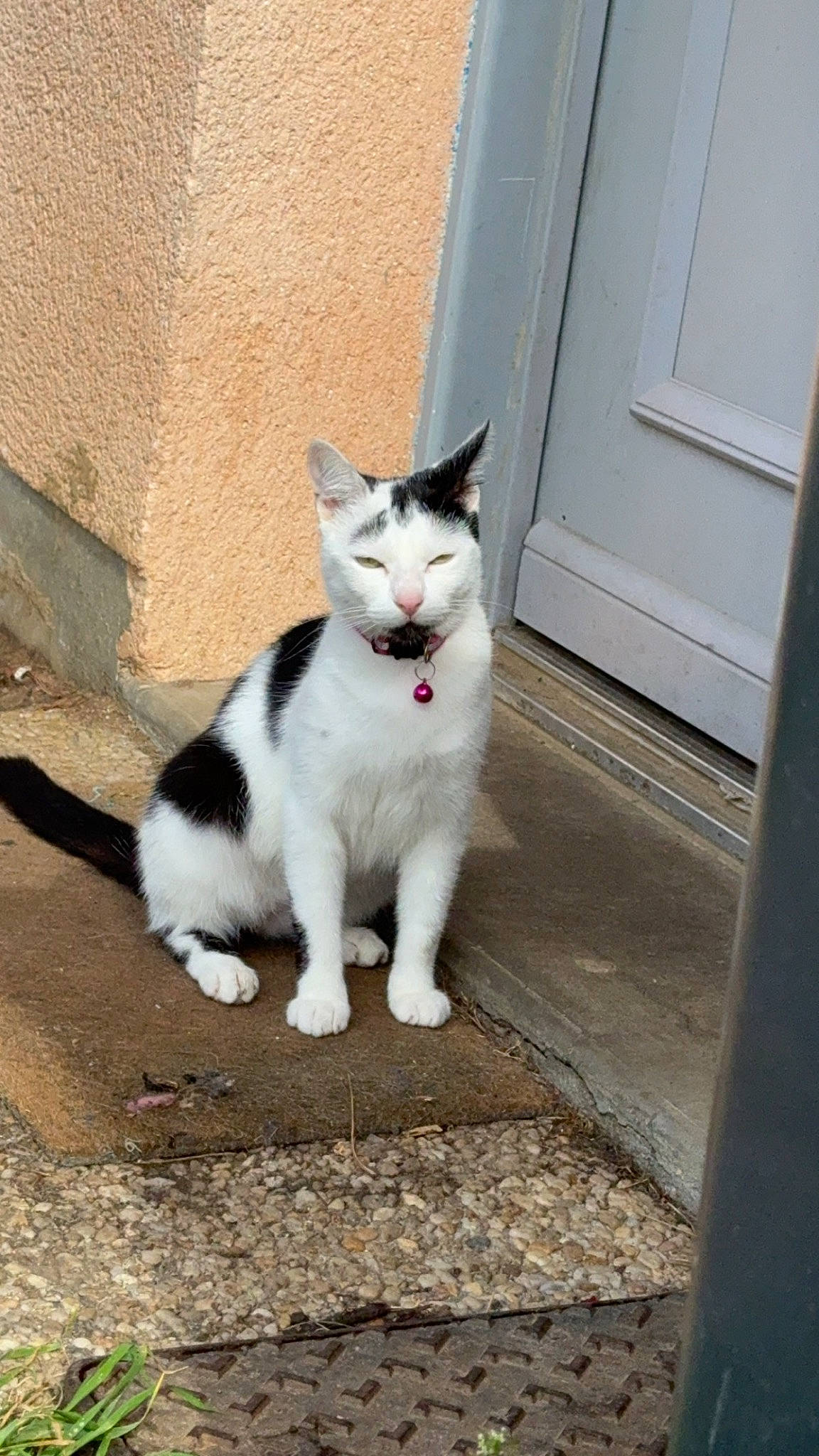 Tornade participe au concours pour gagner de l'argent avec cette photo : art, asphalt, carnivore, cat, domestic_short_haired_cat, door, eye, felidae, fur, grey, home_door, paw, road, road_surface, sitting, small_to_medium_sized_cats, snout, tail, whiskers, wood