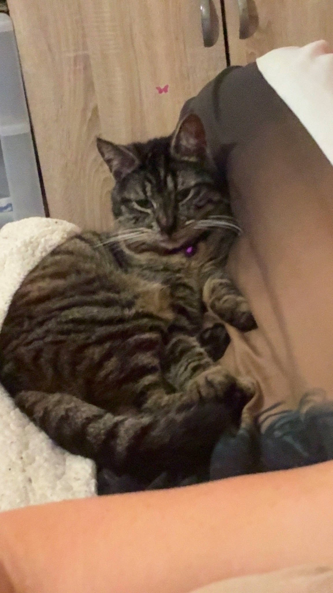 Boubouille participe au concours pour gagner de l'argent avec cette photo : carnivore, cat, cat_bed, cat_supply, claw, comfort, domestic_short_haired_cat, felidae, fur, grey, nap, paw, small_to_medium_sized_cats, snout, tail, whiskers