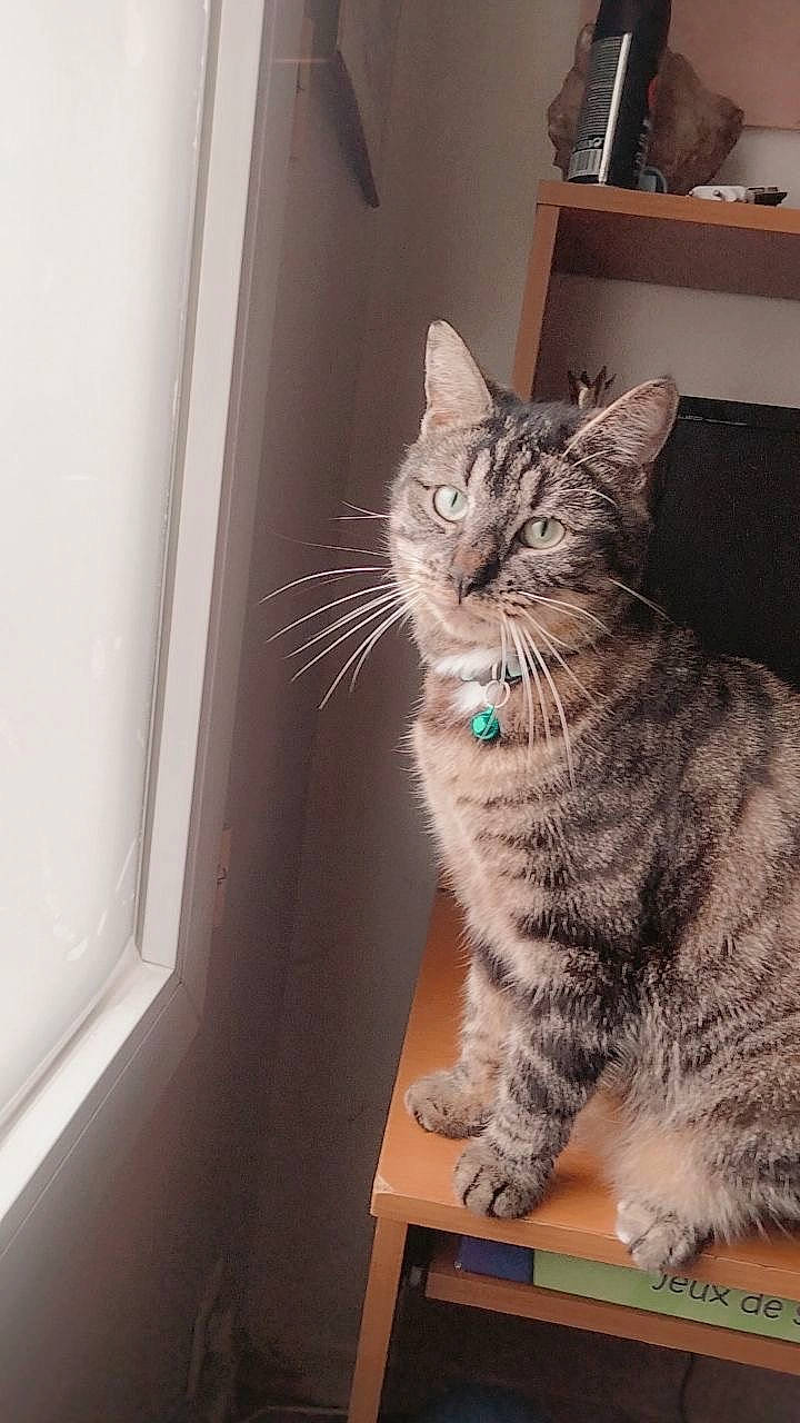 Boubouille participe au concours pour gagner de l'argent avec cette photo : carnivore, cat, claw, domestic_short_haired_cat, door, felidae, flooring, fur, grey, hardwood, paw, sitting, small_to_medium_sized_cats, snout, table, tail, whiskers, window, wood