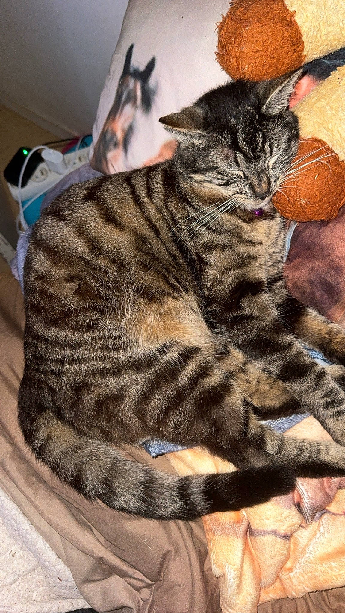 Boubouille a rejoint le concours — aidez-le/la à gagner de superbes lots ! art, carnivore, cat, claw, comfort, domestic_short_haired_cat, felidae, fur, nap, pattern, paw, small_to_medium_sized_cats, snout, tail, terrestrial_animal, whiskers