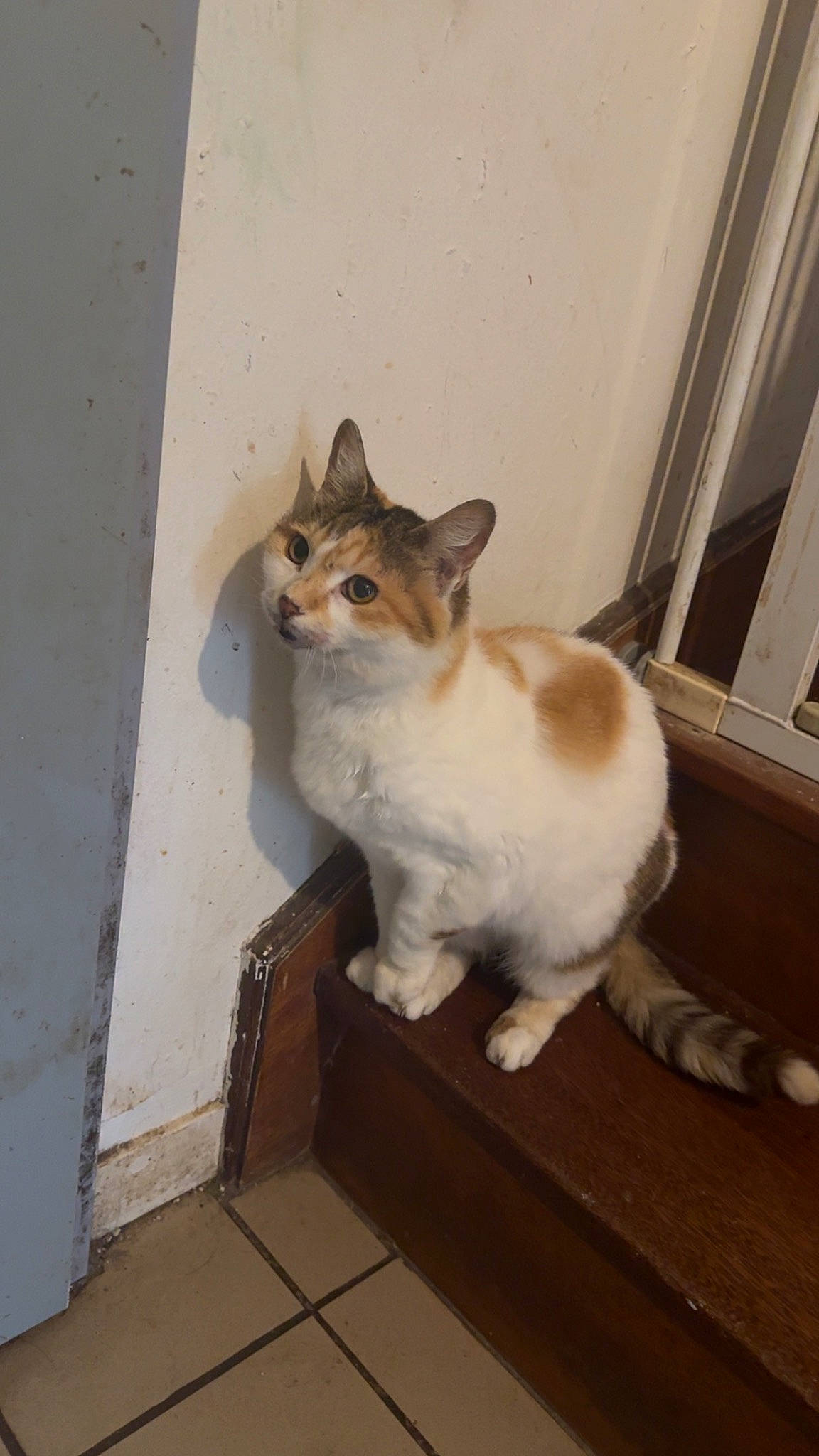 Pia a rejoint le concours — aidez-le/la à gagner de superbes lots ! carnivore, cat, claw, domestic_short_haired_cat, door, fawn, felidae, flooring, fur, hardwood, paw, plaster, small_to_medium_sized_cats, snout, tail, terrestrial_animal, whiskers, window, wood