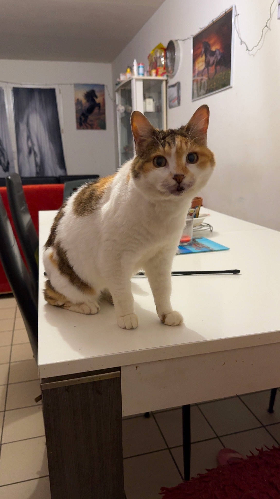 Pia participe au concours pour gagner de l'argent avec cette photo : carnivore, cat, desk, domestic_short_haired_cat, fawn, felidae, flooring, fur, pet_supply, picture_frame, room, small_to_medium_sized_cats, snout, table, tail, whiskers