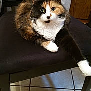 Skeeter Bo Beeter joined the competition — help win amazing prizes! animal, calico_cat, cat, chair, cushion, cute, domestic_animal, feline, fur, green_eyes, indoor, looking_at_camera, mammal, paw, pet, relaxed, resting, tile_floor, whiskers, wooden_cabinet