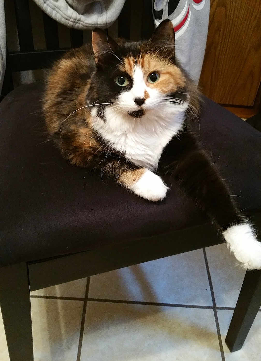 Skeeter Bo Beeter joined the competition — help win amazing prizes! animal, calico_cat, cat, chair, cushion, cute, domestic_animal, feline, fur, green_eyes, indoor, looking_at_camera, mammal, paw, pet, relaxed, resting, tile_floor, whiskers, wooden_cabinet
