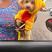 Bentley joined the competition — help win amazing prizes! dog, small_dog, puppy, costume, yellow_costume, hood, person, hand, long_nails, smartphone, parking_lot, car, car_door, side_mirror, pavement, fur, patterned_shirt, necklace, leash, cute
