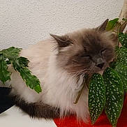 Plume participe au concours pour gagner de l'argent avec cette photo : cat, fluffy, sleeping, plant, leaf, indoor, cozy, feline, greenery, relaxing, pet, nature, home, fur, closeup, domestic_animal, resting, cute, animal, calm