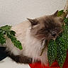 cat, fluffy, sleeping, plant, leaf, indoor, cozy, feline, greenery, relaxing, pet, nature, home, fur, closeup, domestic_animal, resting, cute, animal, calm