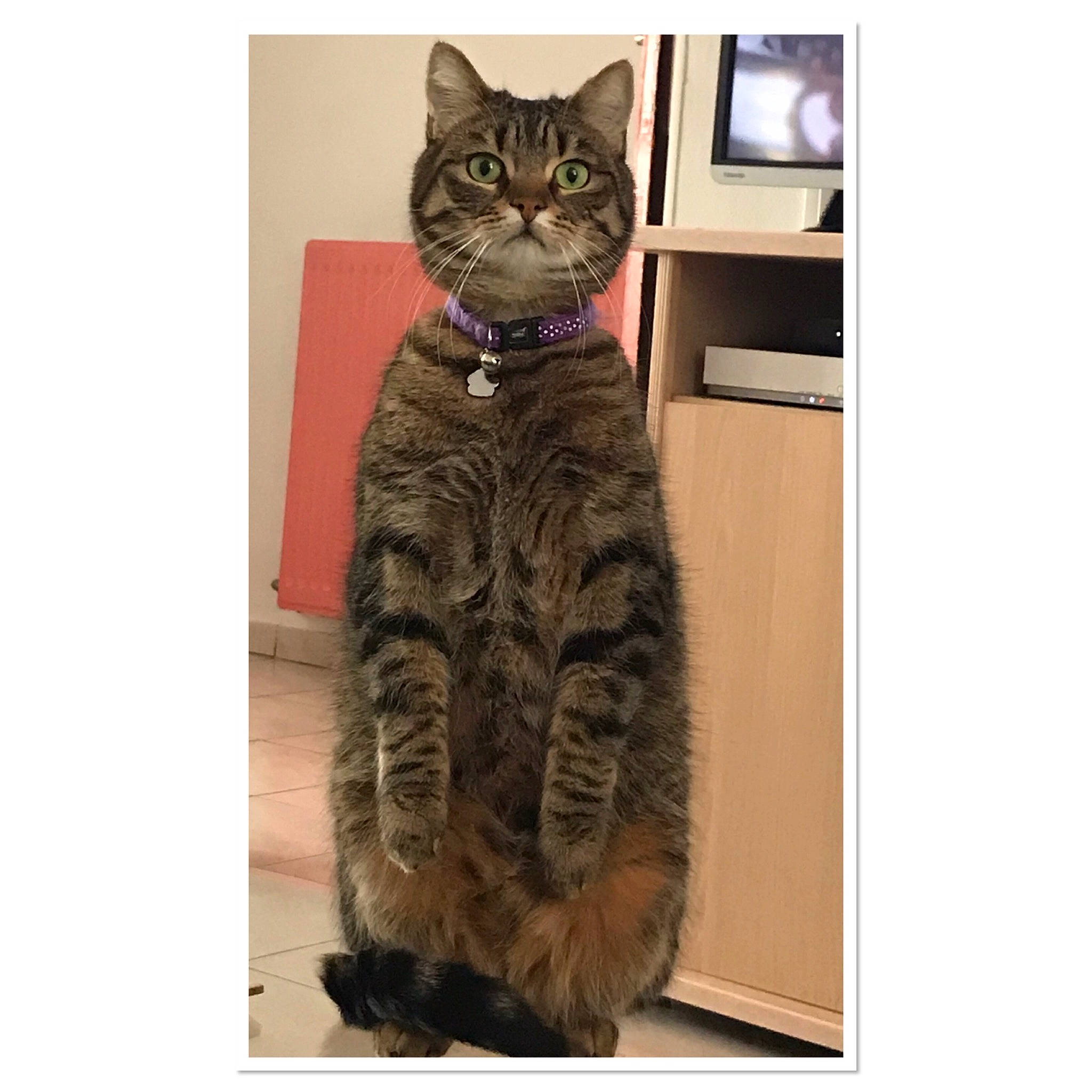 Chichi participe au concours pour gagner de l'argent avec cette photo : box, carnivore, cat, domestic_short_haired_cat, drawer, fawn, felidae, fur, military_camouflage, pattern, paw, rectangle, shelf, sitting, sleeve, small_to_medium_sized_cats, snout, tail, terrestrial_animal, whiskers