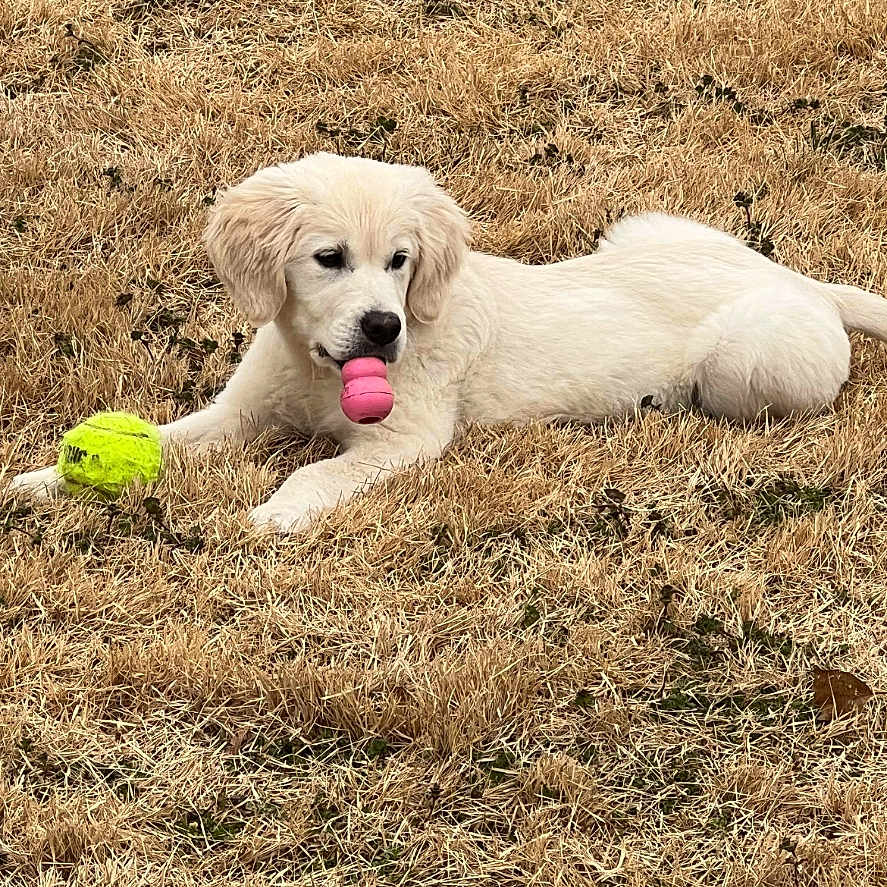 Bella is registered to the contest to win money with this photo: animal, ball, canine, dog, face, football, goldenretriever, grass, head, outdoors, person, pet, plant, puppy, soccer, soccerball, sphere, sport, tennis, tennisball
