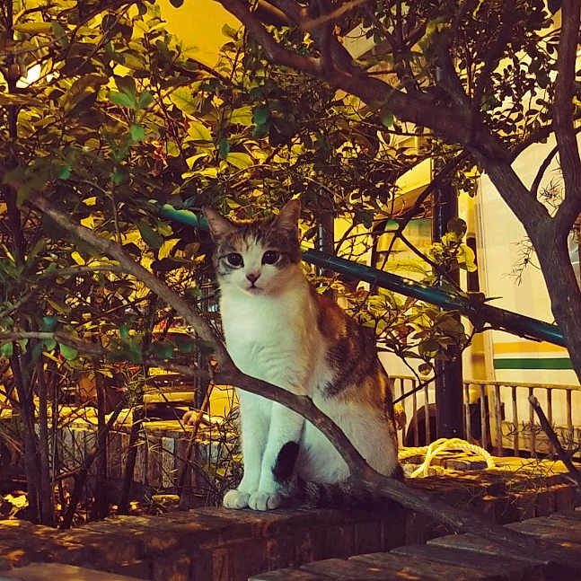 Bing Bing joined the competition — help win amazing prizes! animal, architecture, building, cat, grove, house, housing, jungle, land, leaf, nature, outdoors, pet, plant, porch, pottedplant, tree, vegetation, wood, woodland