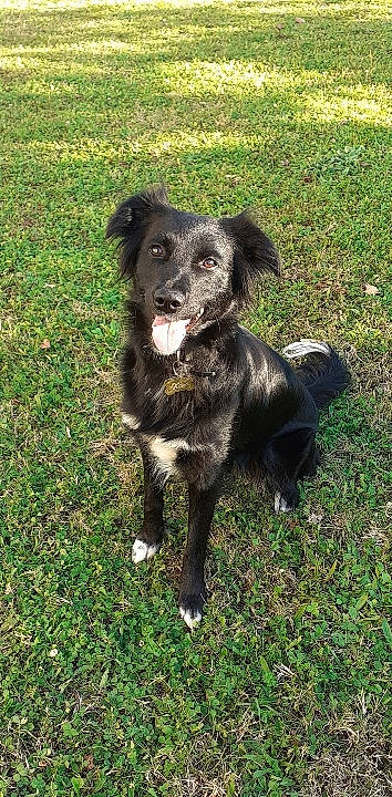 Xena a rejoint le concours — aidez-le/la à gagner de superbes lots ! borador, canidae, carnivore, companion_dog, dog, dog_breed, fur, grass, hunting_dog, plant, snout, sporting_group, tail, whiskers, working_animal, working_dog