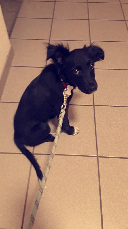 Xena a rejoint le concours — aidez-le/la à gagner de superbes lots ! canidae, carnivore, collar, companion_dog, dog, dog_breed, dog_collar, dog_supply, floor, flooring, fur, leash, pet_supply, shadow, snout, sporting_group, tail, terrestrial_animal, whiskers, working_animal