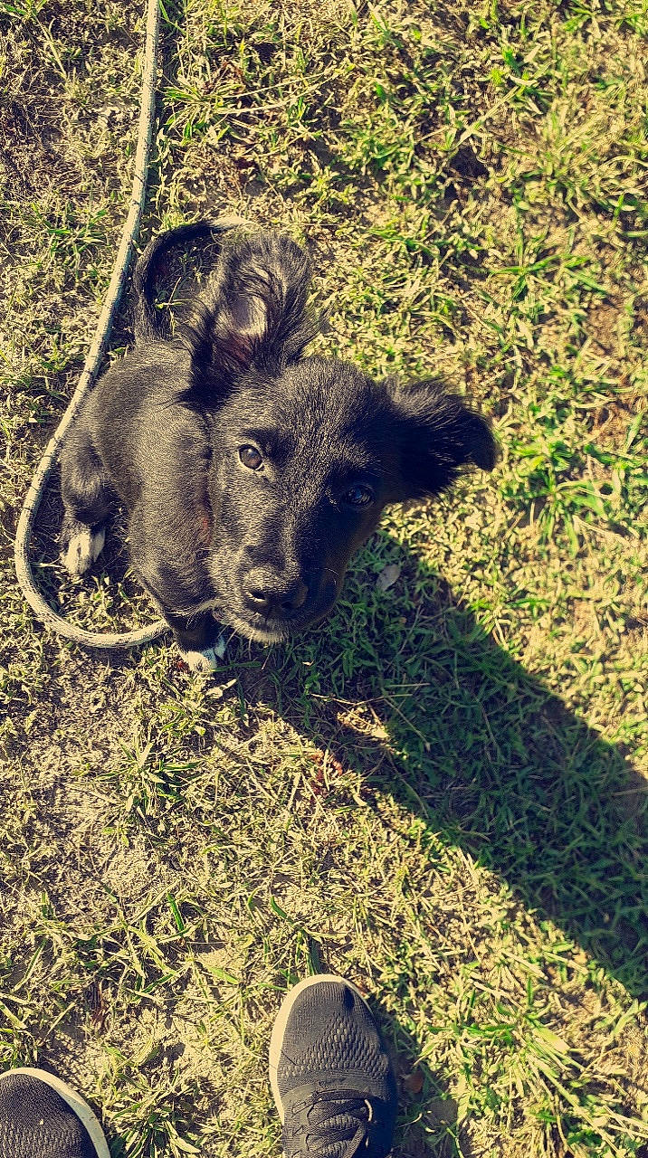 Xena participe au concours pour gagner de l'argent avec cette photo : bovine, carnivore, companion_dog, dog_breed, domestic_pig, fawn, foot, fur, grass, grass_family, grassland, human_leg, livestock, peccary, people_in_nature, soil, suidae, tail, terrestrial_animal, working_animal