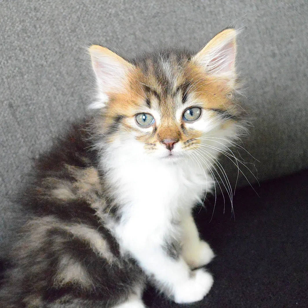 Moxxie a rejoint le concours — aidez-le/la à gagner de superbes lots ! carnivore, cat, claw, domestic_short_haired_cat, fawn, felidae, fur, maine_coon, paw, siberian, small_to_medium_sized_cats, snout, tail, terrestrial_animal, whiskers