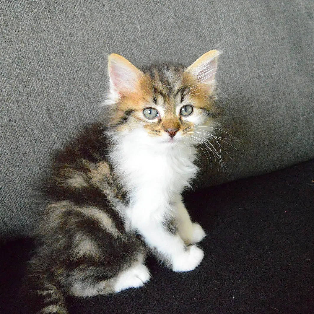 Moxxie a rejoint le concours — aidez-le/la à gagner de superbes lots ! carnivore, cat, claw, domestic_short_haired_cat, electric_blue, eye, fawn, felidae, fur, maine_coon, paw, sitting, small_to_medium_sized_cats, snout, tail, terrestrial_animal, whiskers