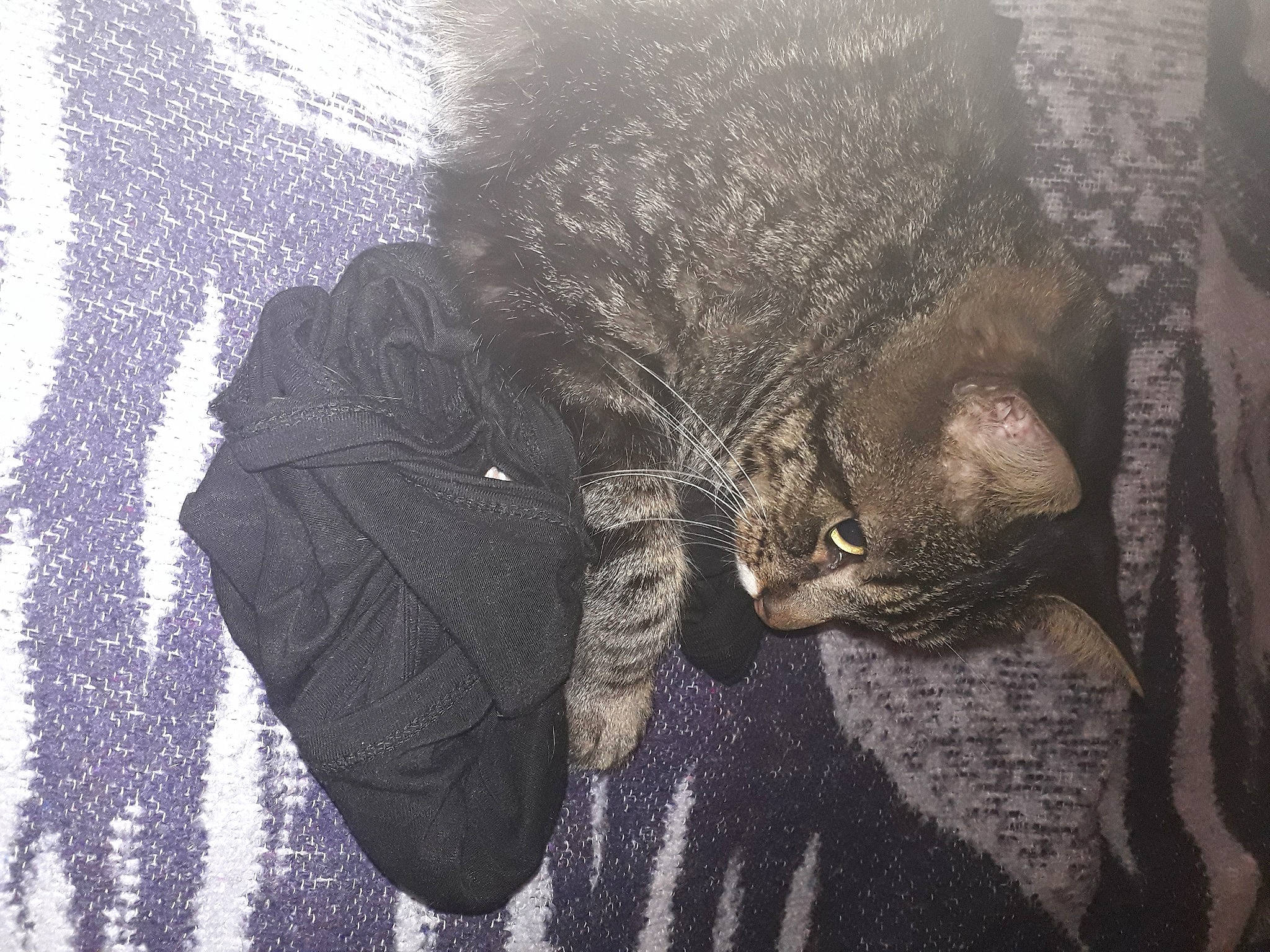 Caramel a rejoint le concours — aidez-le/la à gagner de superbes lots ! carnivore, cat, domestic_short_haired_cat, felidae, fur, small_to_medium_sized_cats, whiskers