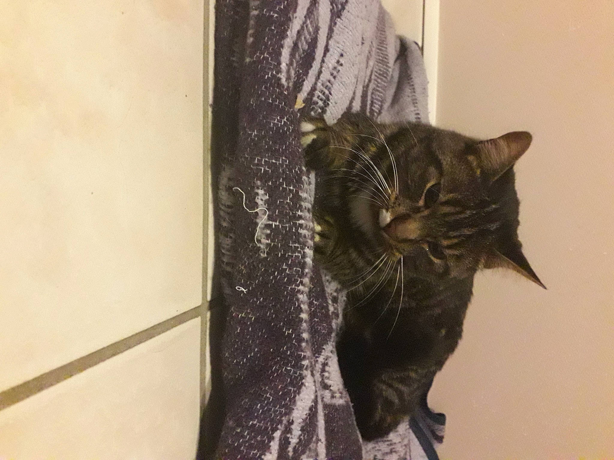 Caramel participe au concours pour gagner de l'argent avec cette photo : carnivore, cat, domestic_short_haired_cat, felidae, fur, small_to_medium_sized_cats, snout, whiskers