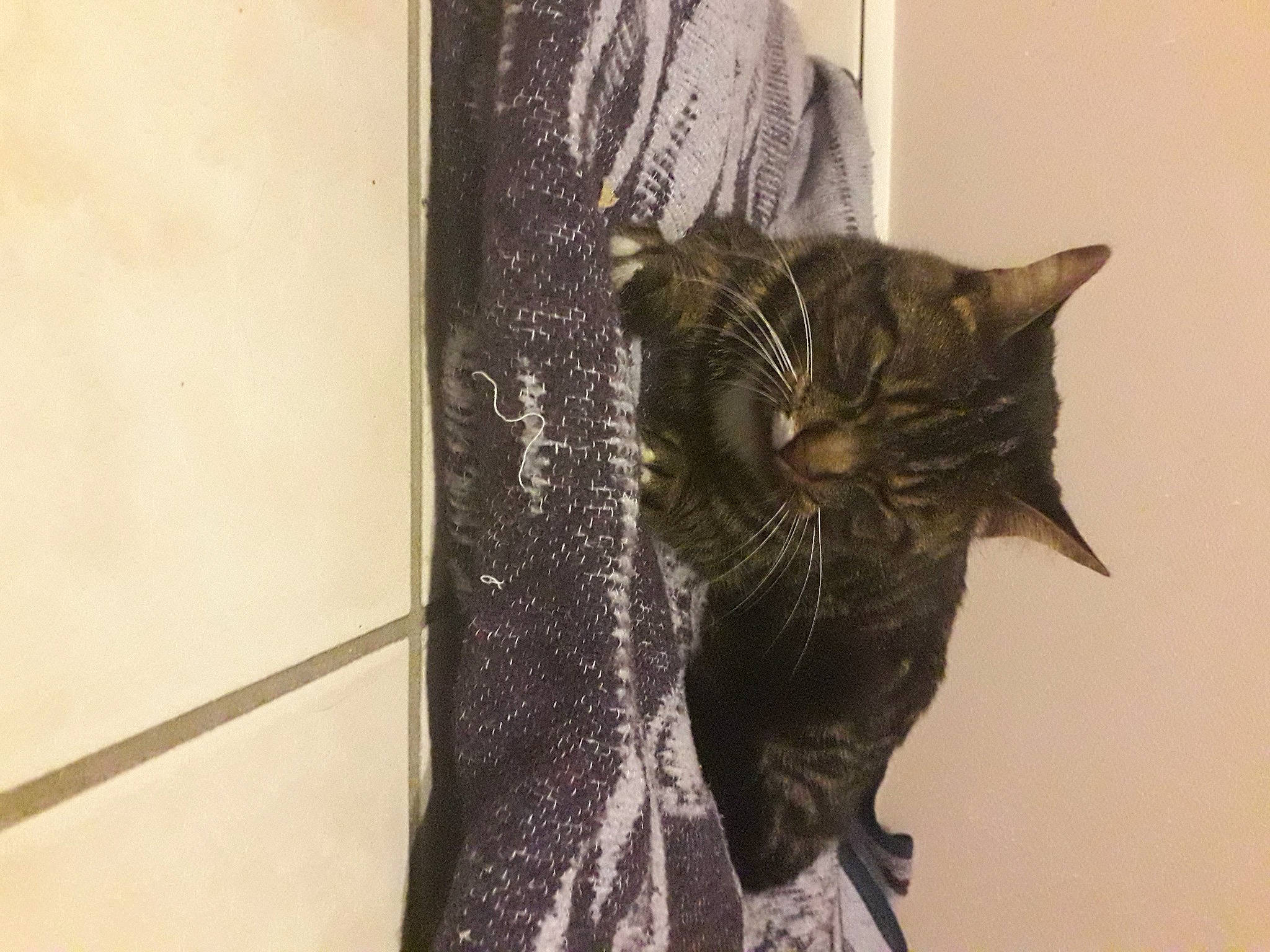 Caramel a rejoint le concours — aidez-le/la à gagner de superbes lots ! carnivore, cat, domestic_short_haired_cat, felidae, fur, small_to_medium_sized_cats, snout, whiskers