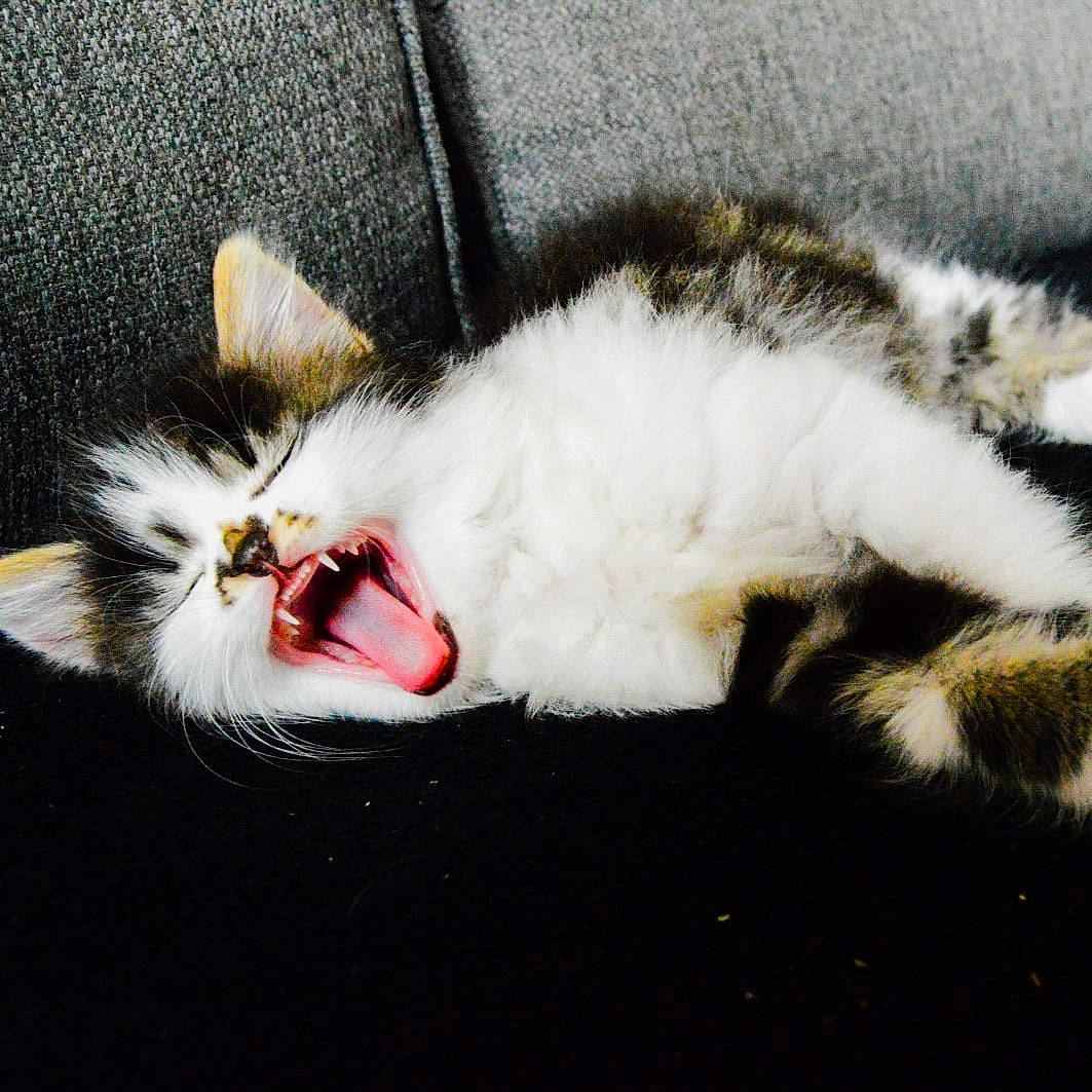 Oreo participe au concours pour gagner de l'argent avec cette photo : carmine, carnivore, cat, claw, comfort, domestic_short_haired_cat, eye, fang, felidae, foot, fur, mammal, paw, roar, small_to_medium_sized_cats, snout, tail, vertebrate, whiskers, yawn