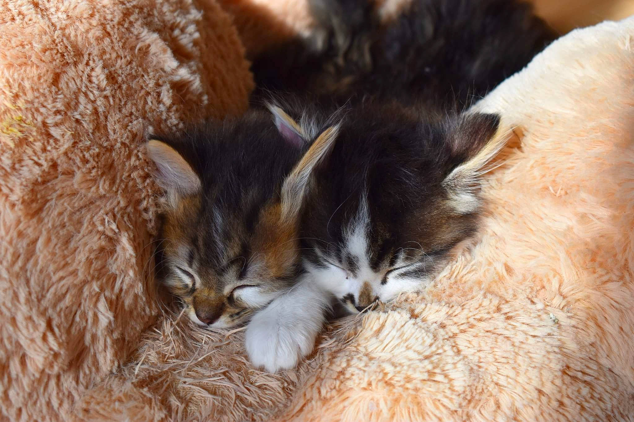 Oreo participe au concours pour gagner de l'argent avec cette photo : carnivore, cat, claw, comfort, domestic_short_haired_cat, fawn, felidae, fur, grass, mammal, nap, paw, sleep, small_to_medium_sized_cats, snout, tail, whiskers, wood