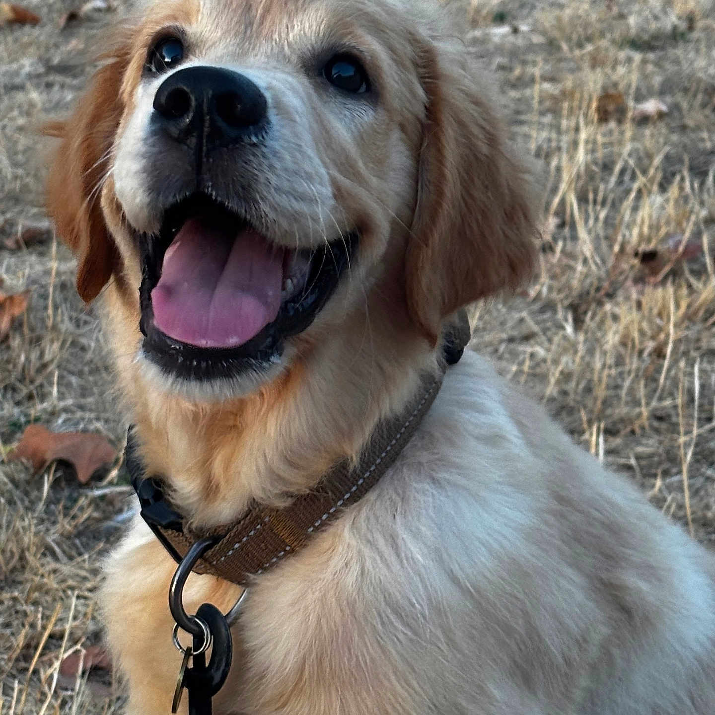 Kurama participe au concours pour gagner de l'argent avec cette photo : dog, golden_retriever, puppy, pet, animal, collar, leash, tongue_out, happy, panting, outdoor, grass, dry_grass, fall, nature, canine, mammal, ears, fur, closeup