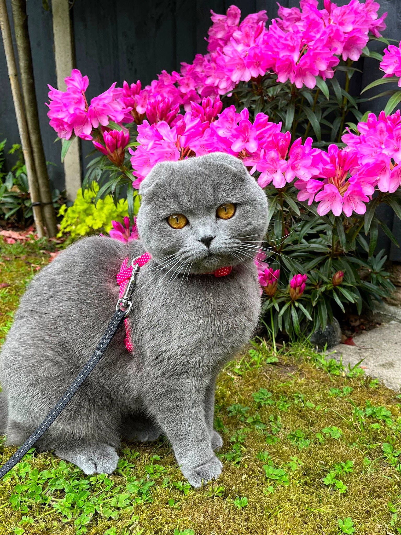 Rosie joined the competition — help win amazing prizes! annual_plant, art, botany, carnivore, cat, felidae, flower, flowerpot, grass, groundcover, houseplant, magenta, organism, petal, pink, plant, shrub, small_to_medium_sized_cats, tail, whiskers