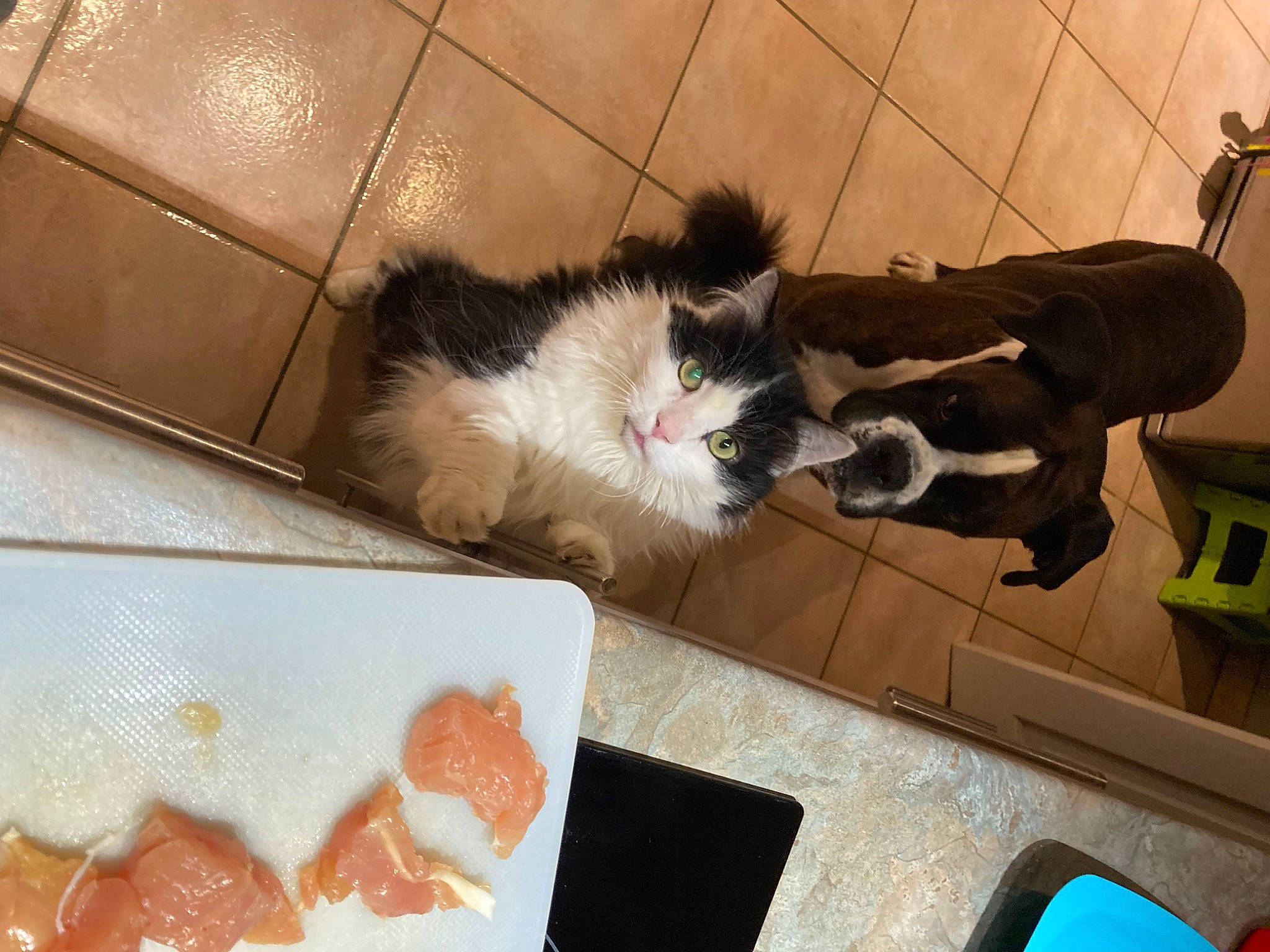 Nuts participe au concours pour gagner de l'argent avec cette photo : carnivore, cat, companion_dog, cuisine, domestic_short_haired_cat, felidae, fish_slice, flooring, fur, ingredient, pet_supply, recipe, sashimi, seafood, small_to_medium_sized_cats, smoked_salmon, snout, tableware, tail, whiskers