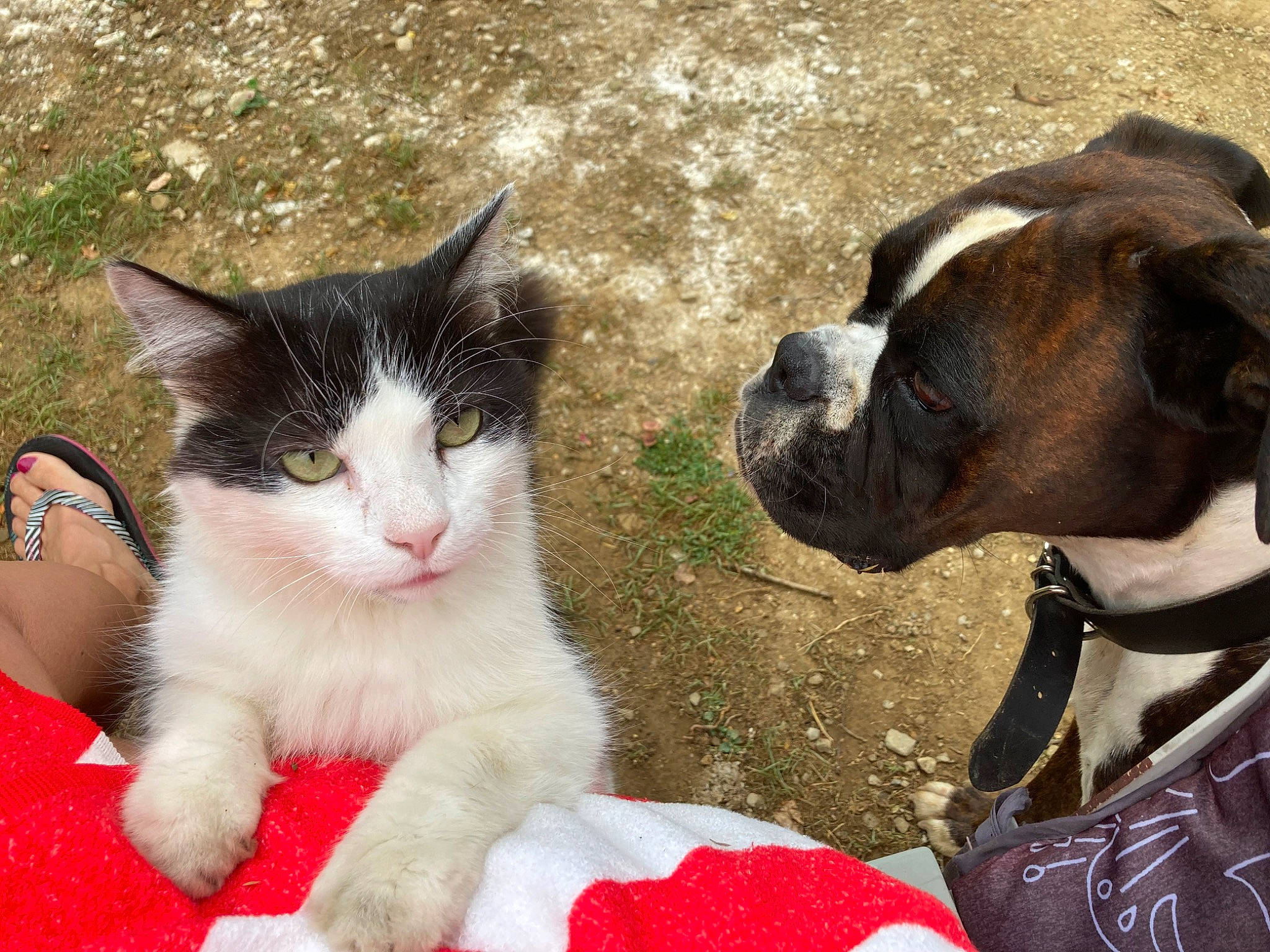 Nuts a rejoint le concours — aidez-le/la à gagner de superbes lots ! boxer, carnivore, cat, collar, companion_dog, dog, domestic_short_haired_cat, fawn, felidae, foot, fur, gesture, grass, lap, small_to_medium_sized_cats, snout, tail, whiskers, working_animal, wrinkle