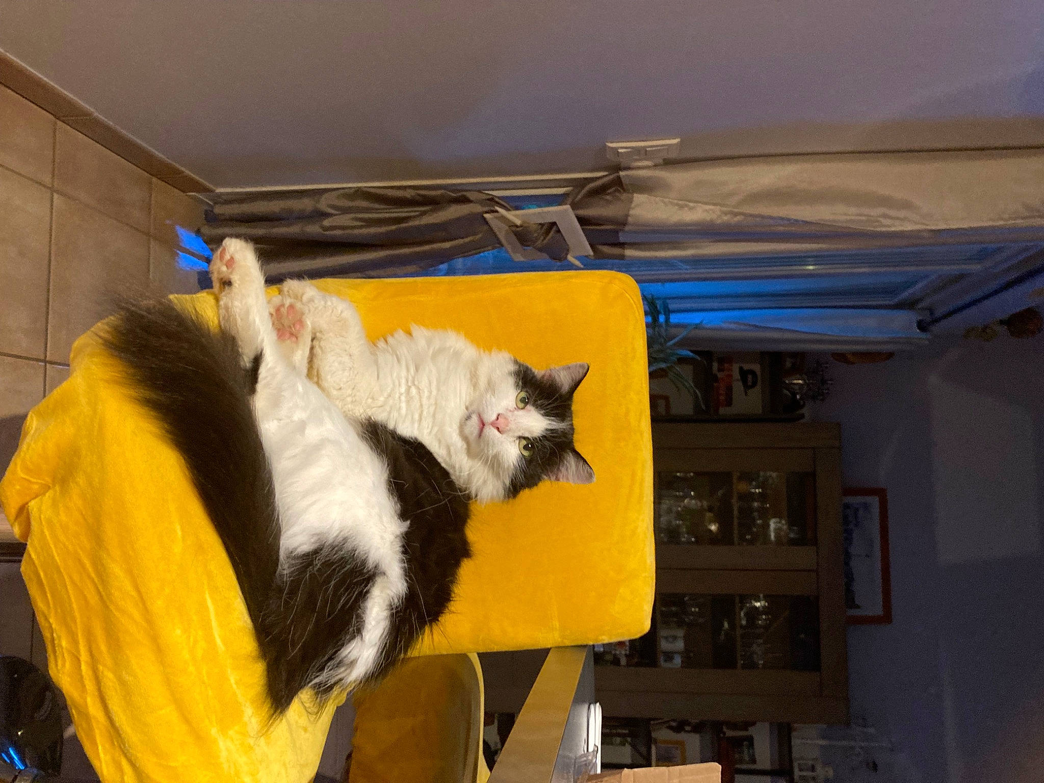 Nuts a rejoint le concours — aidez-le/la à gagner de superbes lots ! animal_shelter, art, box, canidae, cardboard, carnivore, cat, cat_supply, chair, claw, domestic_short_haired_cat, felidae, fur, hardwood, pet_supply, room, small_to_medium_sized_cats, tail, whiskers, wood