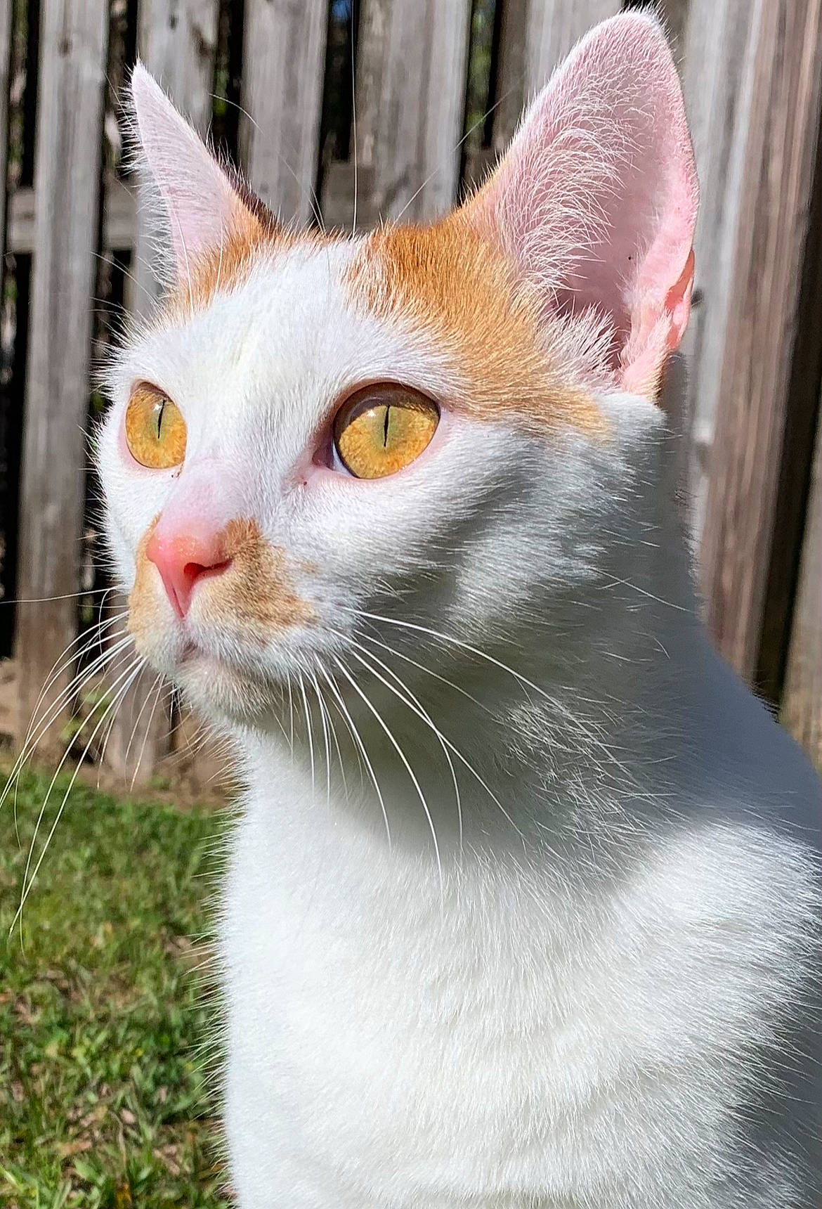 Loki joined the competition — help win amazing prizes! carnivore, cat, domestic_short_haired_cat, felidae, fur, grass, small_to_medium_sized_cats, snout, whiskers, window