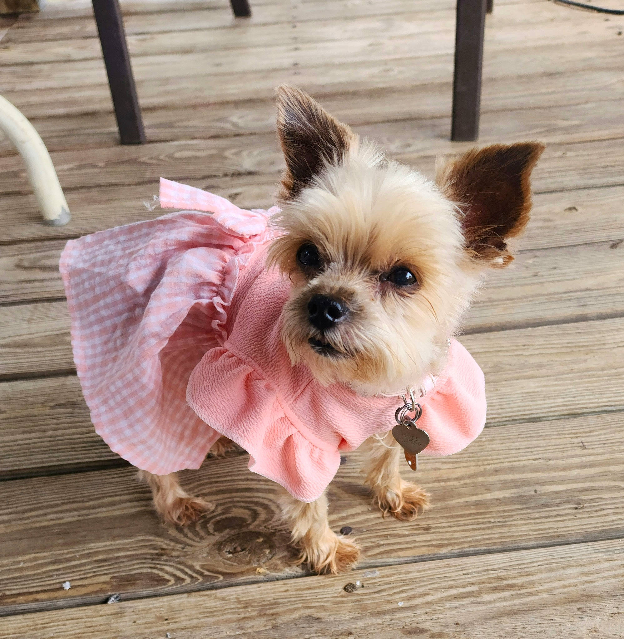 Gracie is registered to the contest to win money with this photo: carnivore, collar, companion_dog, dog, dog_breed, dog_clothes, dog_collar, dog_supply, fashion_accessory, fawn, holiday, leash, liver, pet_supply, plant, small_terrier, snout, toy_dog, wood, working_animal