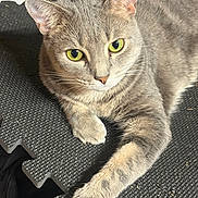 Penske joined the competition — help win amazing prizes! animal, cat, close_up, ears, feline, fur, gray_cat, gray_fur, green_eyes, household, indoor, long_body, lying_down, paw, pet, portrait, relaxed, staring, textured_mat, whiskers