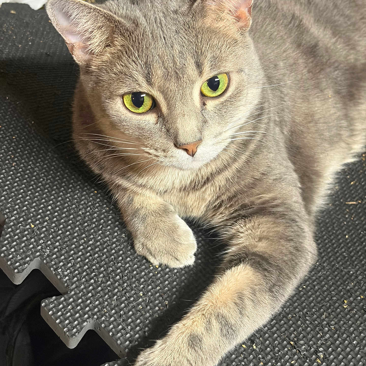 Penske joined the competition — help win amazing prizes! animal, cat, close_up, ears, feline, fur, gray_cat, gray_fur, green_eyes, household, indoor, long_body, lying_down, paw, pet, portrait, relaxed, staring, textured_mat, whiskers