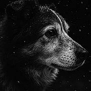 Takoda is registered to the contest to win money with this photo: animal, black_and_white, canine, close_up, dog, ears, eye, fur, looking_away, nature, outdoor, portrait, profile, quiet, serene, side_view, snout, snow, whiskers, winter