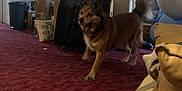 Takoda joined the competition — help win amazing prizes! blanket, box, carpet, couch, decor, dog, door, furniture, happy, home, indoor, living_room, motion_blur, pet, pillow, plant, tail, trash_can, wall_art, wood_paneling