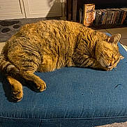 Isis participe au concours pour gagner de l'argent avec cette photo : cat, tabby_cat, sleeping, fluffy, fur, pet, animal, blue_cushion, indoor, home, cozy, relaxed, lying_down, closed_eyes, whiskers, ears, paws, christmas_tree, bookshelf, tile_floor