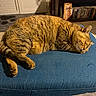 cat, tabby_cat, sleeping, fluffy, fur, pet, animal, blue_cushion, indoor, home, cozy, relaxed, lying_down, closed_eyes, whiskers, ears, paws, christmas_tree, bookshelf, tile_floor