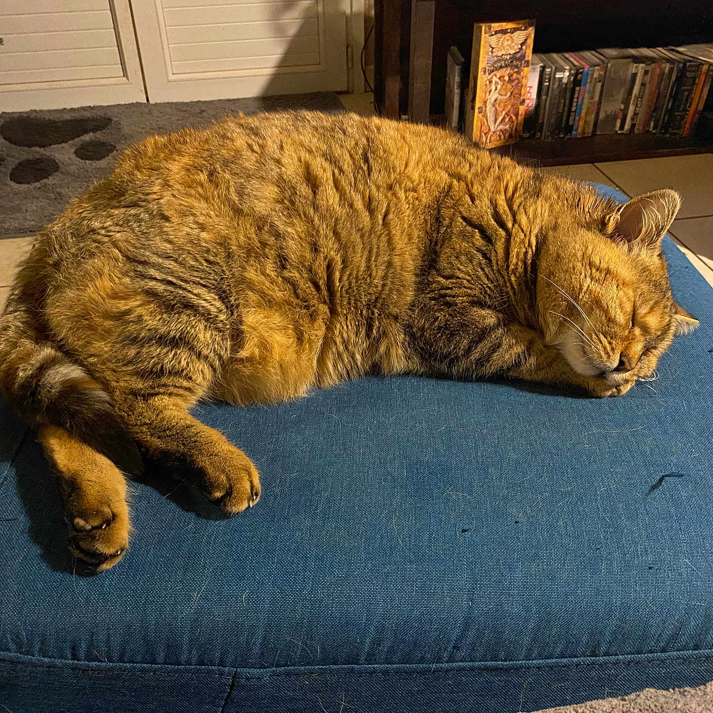 Isis participe au concours pour gagner de l'argent avec cette photo : cat, tabby_cat, sleeping, fluffy, fur, pet, animal, blue_cushion, indoor, home, cozy, relaxed, lying_down, closed_eyes, whiskers, ears, paws, christmas_tree, bookshelf, tile_floor